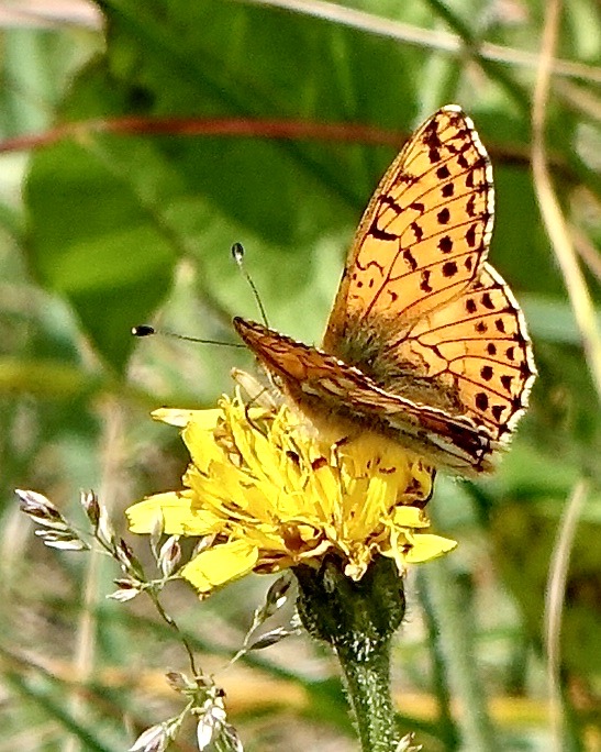 Shepherd's fritillary